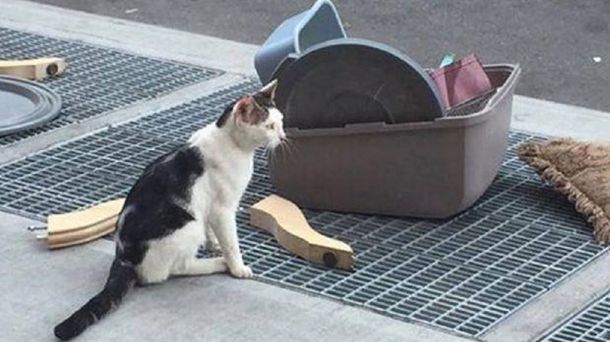 La triste historia del gato abandonado en Brooklyn que se viralizó en Facebook