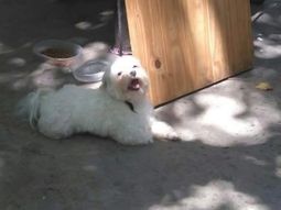 El perro robado en una casa de Quilmes El perro robado en una casa de Quilmes