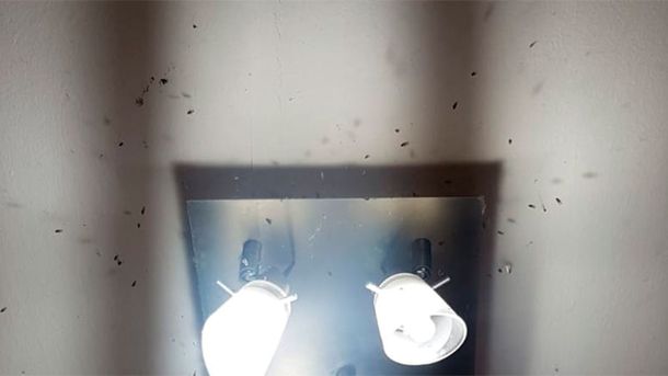 &nbsp;El truco viral que ayuda a terminar con las moscas dentro de la casa