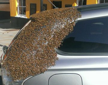 Un enjambre de 20 mil abejas persigue un auto