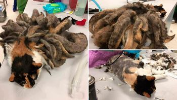 El gato de las rastas fue rescatado El gato de las rastas fue rescatado