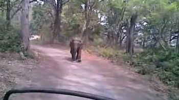 Un elefante los hizo huir en medio de un safari Un elefante los hizo huir en medio de un safari