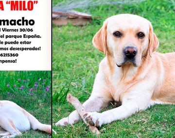 Perdió a su perro y lo busca con una emocionante carta que se volvió viral
