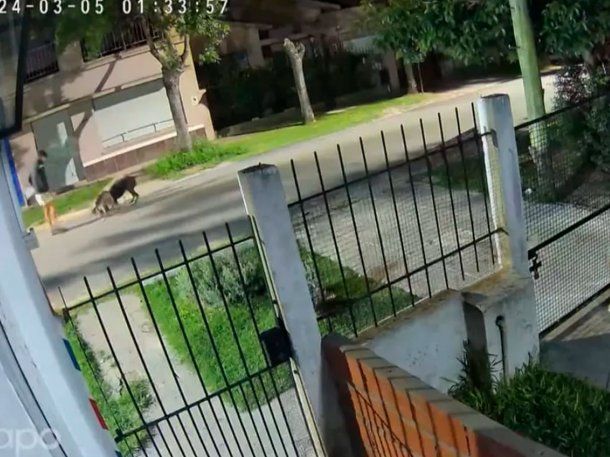 pitbull-galgos