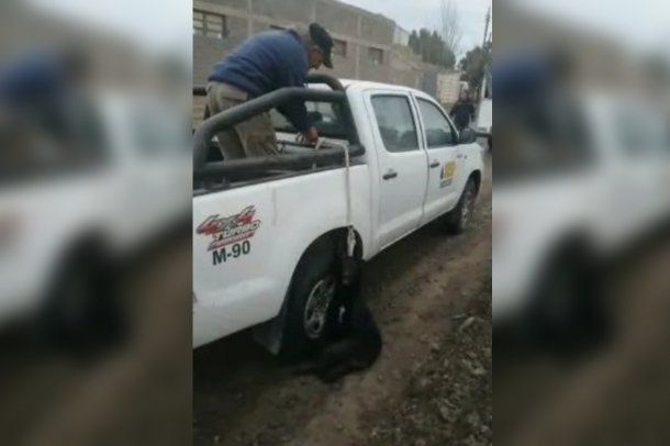 Video sensible: llevaban colgada de una camioneta a una perra y casi la matan