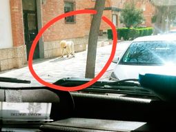 Viol&oacute; la cuarentena por coronavirus en Espa&ntilde;a disfrazado de perro