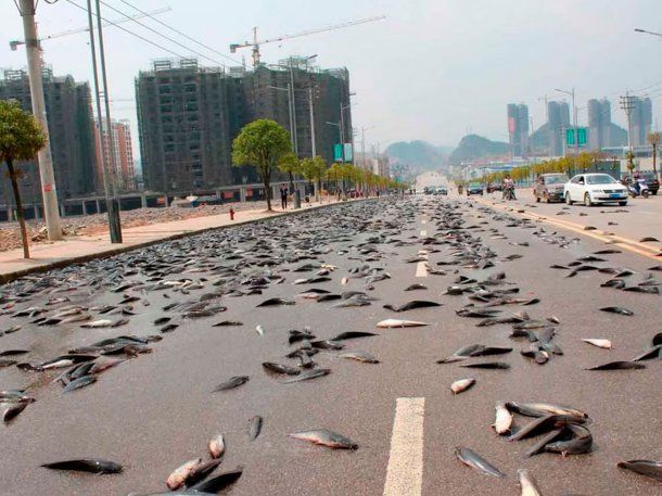 Lluvia de peces: el impactante fenómeno que sorprendió a Irán