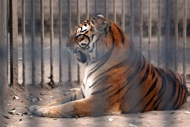 Trasladan a Estados Unidos tigres y leones de ex zoo provincial