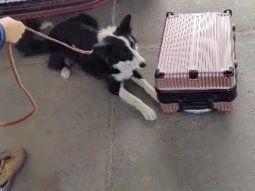 Una perra de la Aduana evitó el ingreso irregular al país de US$30.000