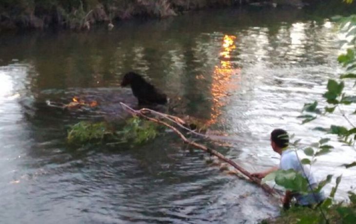 Rescataron a una perra de un arroyo - Crédito: La Mañana de Neuquén