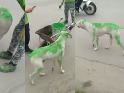 Indignación contra un grupo de militantes que pintó a un perro de verde