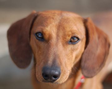 Se cree que algunos de los perros eran mezcla de salchicha y otras razas