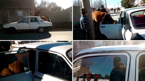 VIDEO: Se le perdió el caballo, lo encontró y lo metió dentro de un auto