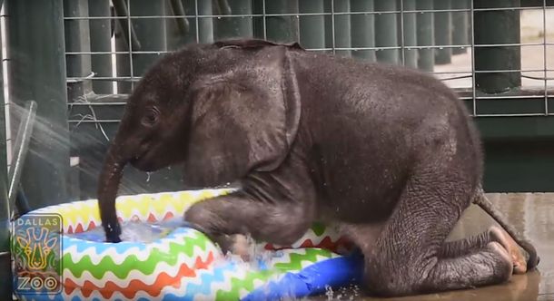 VIDEO: Mirá la tierna reacción de un elefante bebé cuando se baña en una pileta por primera vez
