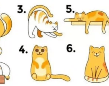 Este desafío revela detalles de tu personalidad según el gato que más te guste.