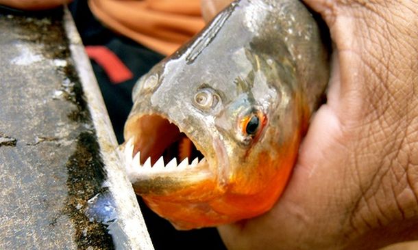 Un hombre se arrojó al río y murió comido por pirañas en Bolivia