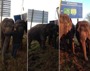 Un camión no volcó por dos elefantes
