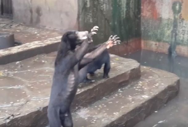 Los osos están desnutridos