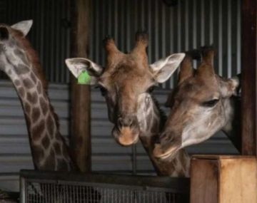 Lujoso resort brasileño fue multado por maltrato y tráfico de animales: murieron jirafas que tenían en cautiverio