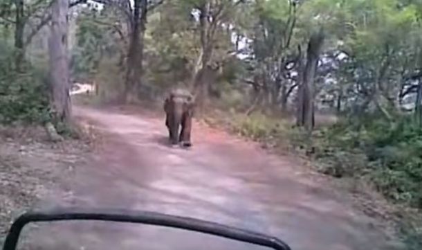 Un elefante los hizo huir en medio de un safari