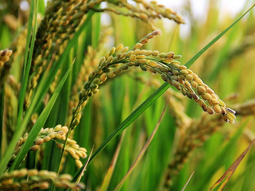 El arroz será uno de los pocos cultivos que tendrán una buena cosecha en Uruguay, en medio de la sequía. El arroz será uno de los pocos cultivos que tendrán una buena cosecha en Uruguay, en medio de la sequía.