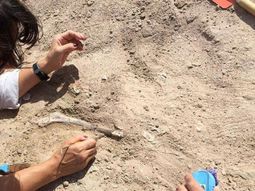 Encontraron restos de un dinosaurio de 15 metros en Neuquén - Crédito:&nbsp;prensa.uncoma.edu.ar