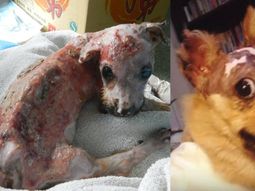 salvan a un perro que fue quemado con agua hirviendo y tirado por un balcon salvan a un perro que fue quemado con agua hirviendo y tirado por un balcon