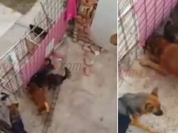 macabro: perros en estado de abandono se matan entre si macabro: perros en estado de abandono se matan entre si