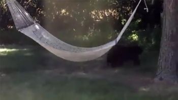 video: asi se entretuvo un oso en una hamaca video: asi se entretuvo un oso en una hamaca