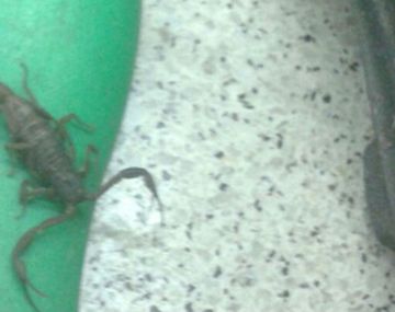 La empleada de la Línea B que fue picada por un alacrán ya fue dada de alta del Hospital Muñiz