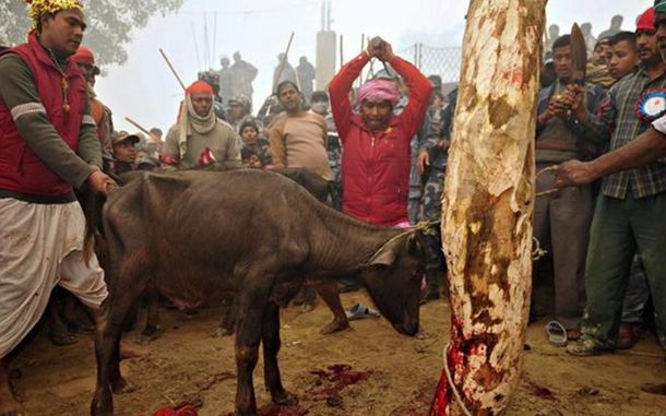 Empezó en Nepal la mayor matanza de animales del mundo