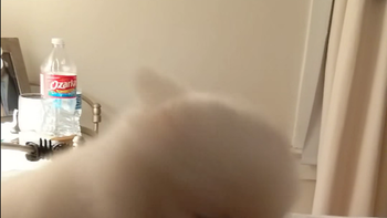 el curioso estornudo de un perrito se convierte en furor en la red el curioso estornudo de un perrito se convierte en furor en la red