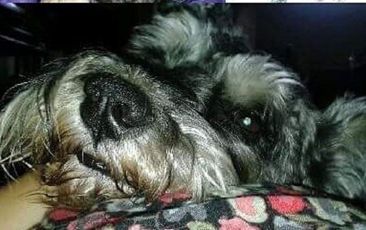 Para encontrar a su perro, ofrece un auto como recompensa