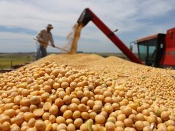 Se desploma el precio internacional de la soja y complica a la Argentina