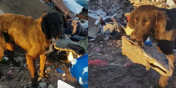Un perrito espera ser rescatado de un basural y todo lo que pide es jugar con una zapatilla