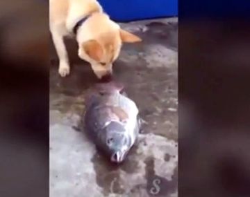 VIDEO: Un perro intenta salvar a unos peces de la muerte