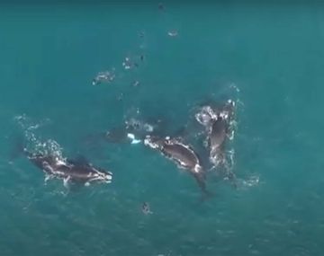 Ballenas dieron un espectáculo increíble frente a las costas de Necochea