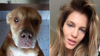 liz solari se ofrecio a adoptar a la pitbull que ataco a un animal liz solari se ofrecio a adoptar a la pitbull que ataco a un animal