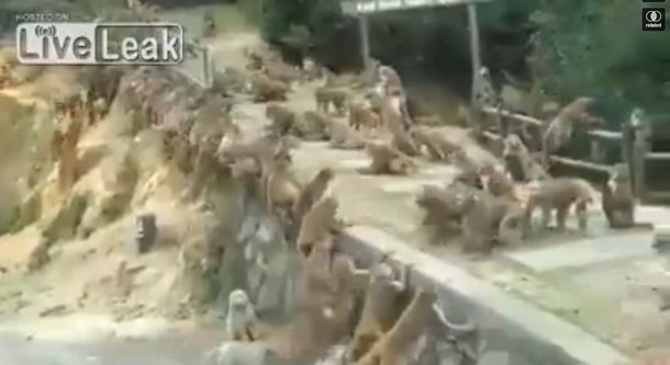 VIDEO: Batalla campal entre decenas de monos