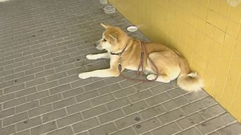 alicante: una perra espera a su duena en la puerta del hospital alicante: una perra espera a su duena en la puerta del hospital