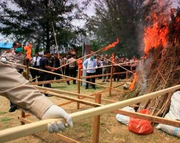Quemaron tres toneladas de marihuana y drogaron a todo un pueblo