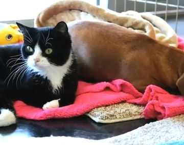 Conmueve la amistad entre un perro salchicha y un gato paralítico abandonados