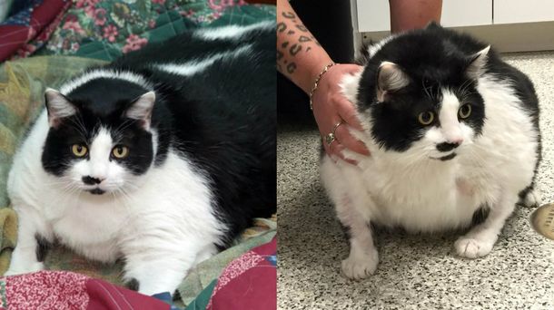 Preocupa una gata que es obesa y alcanzó los 15 kilos