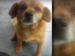 Degollaron a un perro en Córdoba Degollaron a un perro en Córdoba