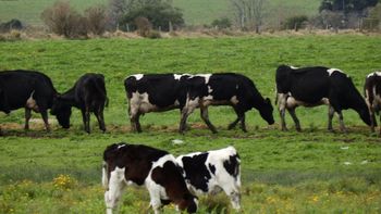 El Poder Ejecutivo vuelve a tomar medidas para apoyar a los productores lácteos. El Poder Ejecutivo vuelve a tomar medidas para apoyar a los productores lácteos.