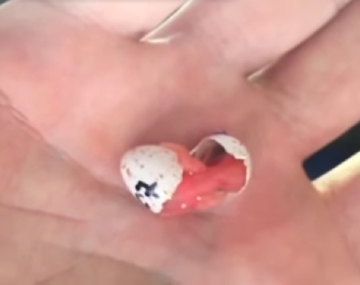 Grabó el nacimiento de un pájaro