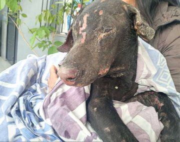 Horror: una mujer prendió fuego al perro de su ex pareja para vengarse