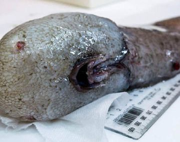 La horrorosa aparición de un animal sin cara