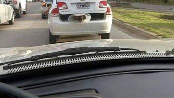 indignante: lleva a un perro en el baul del auto indignante: lleva a un perro en el baul del auto