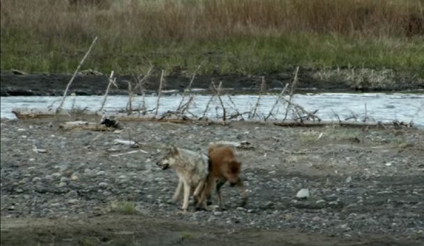 Una cría de bisón se enfrentó a un lobo adulto y las cosas no terminaron bien